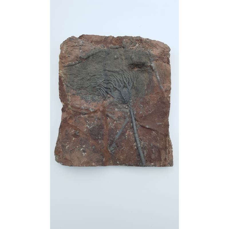 crinoïde (Scyphocrinites elegans)