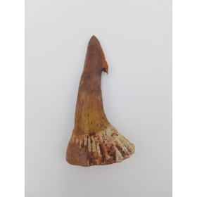 Dent fossile de requin scie (Onchopristis numidus)