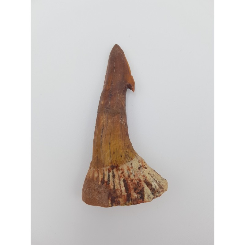 Dent fossile de requin scie (Onchopristis numidus)