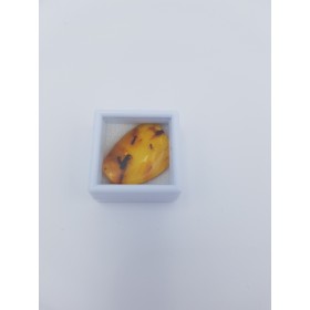 Copal de Colombie avec insectes