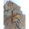 Ophiure, étoile de mer fossile du Maroc