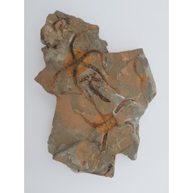 Ophiure, étoile de mer fossile du Maroc
