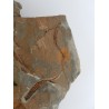 Ophiure, étoile de mer fossile du Maroc