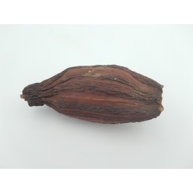 Cabosse, fruit du cacaoyer (Theobroma cacao)