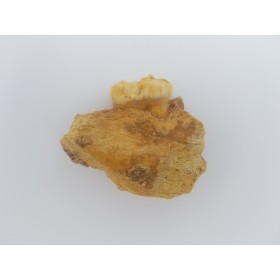 Ours des cavernes (Ursus spelaeus), mandibule