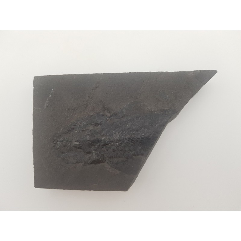 Fossile de poisson Osteolepis