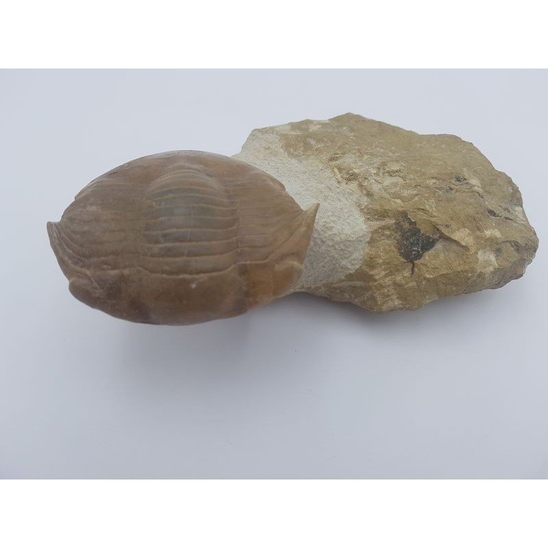 Trilobite Illaenus schmidti