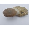 Trilobite Illaenus schmidti Trilobite Illaenus schmidti