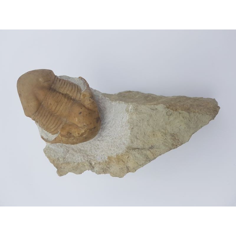 Trilobite (Illaenus tauricornis)