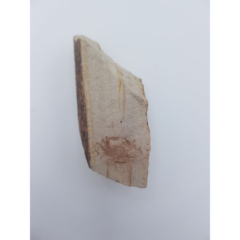 Crabe fossile Pinnixa galliheri