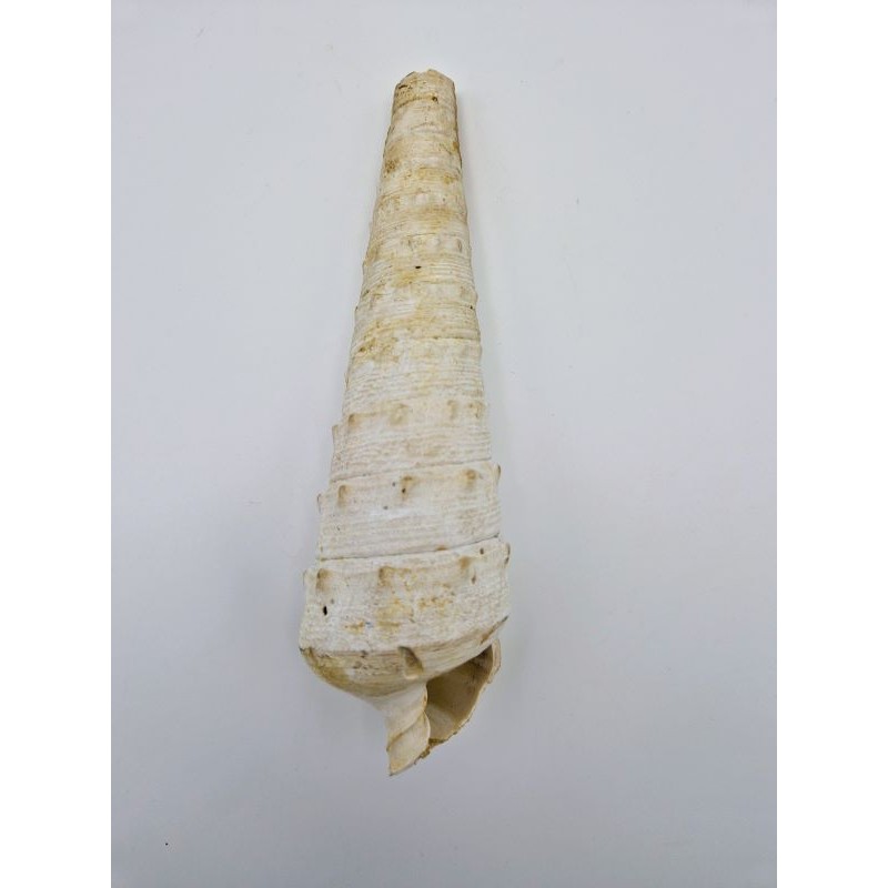 Coquillage fossile Campanile giganteum