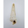 Coquillage fossile Campanile giganteum