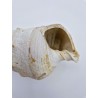 Coquillage fossile Campanile giganteum