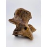 Vertèbre fossile de bison (Bison priscus)