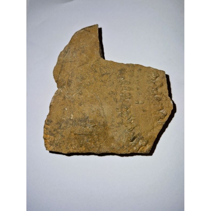 Empreinte fossile de pas de trilobite