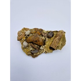 Dent d'Hadrosaure, Edmontosaure