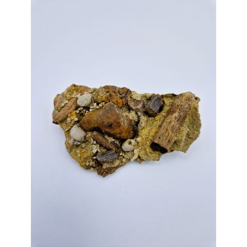 Dent de dinosaure fossile , Hadrosaure, Edmontosaure