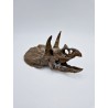 Crâne de Tricératops miniature Crâne de Tricératops miniature