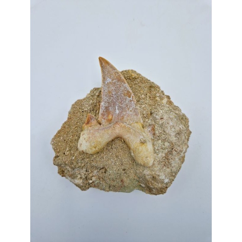 Dent de requin fossile Paleocarcharodon orientalis