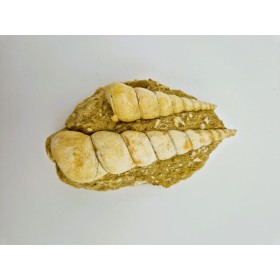 Turritelle. sp (Turritella)