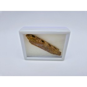 Mandibule de crocodile