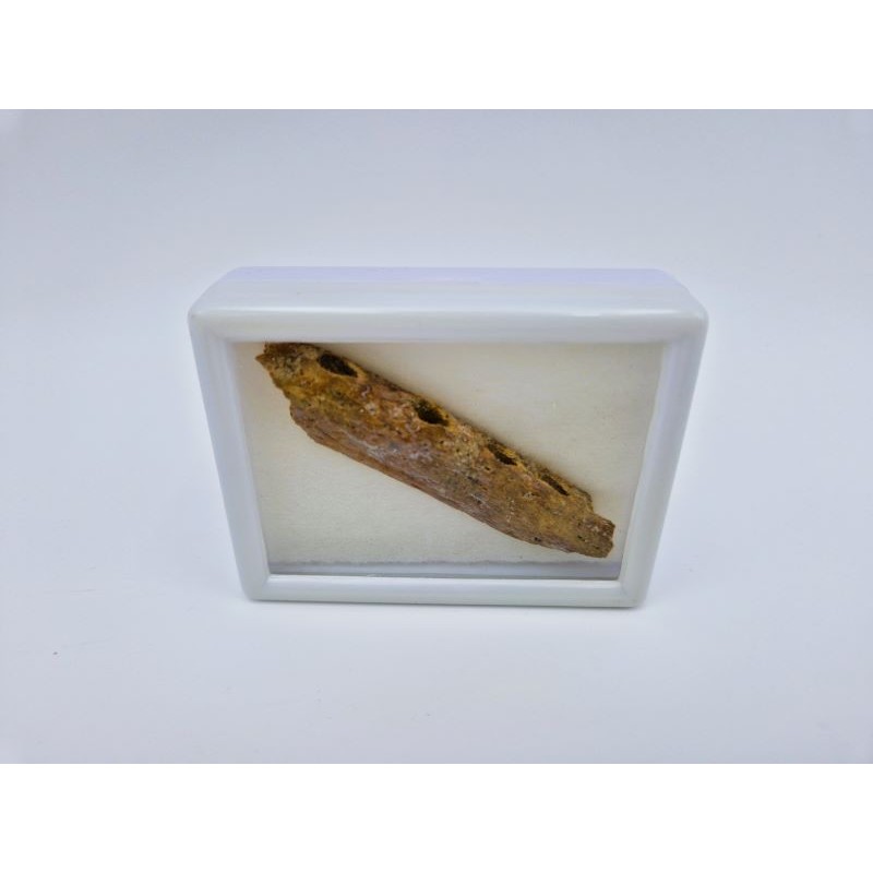 Fossile de crocodile