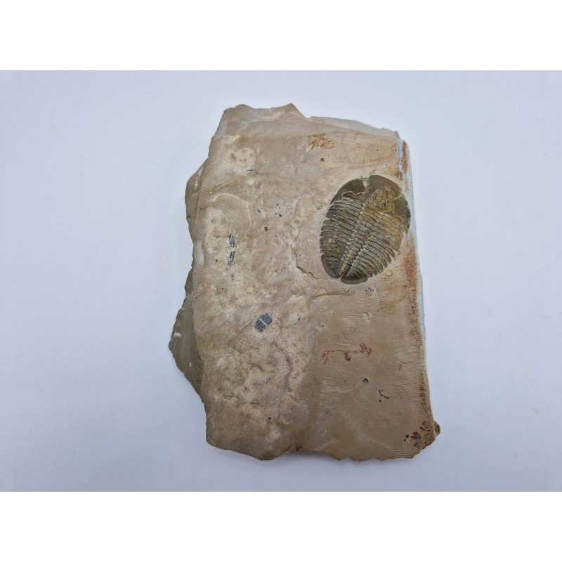 Trilobite fossile de l'espèce Elrathia kingii