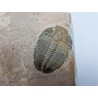 Trilobite fossile de l'espèce Elrathia kingii Trilobite fossile de l'espèce Elrathia kingii