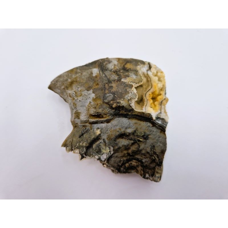 Ammonite avec minéraux