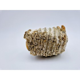 Dent de mammouth laineux (Mammuthus primigenius) 3