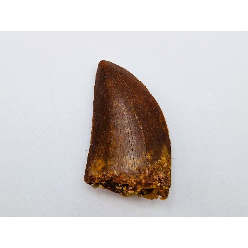 Carcharodontosaurus saharicus