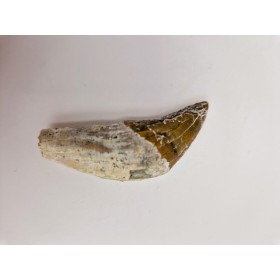 Basilosaure (Basilosaurus, Sp) 3