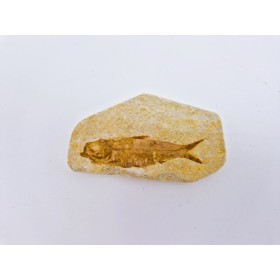 Poisson (Knightia eocaena) 1