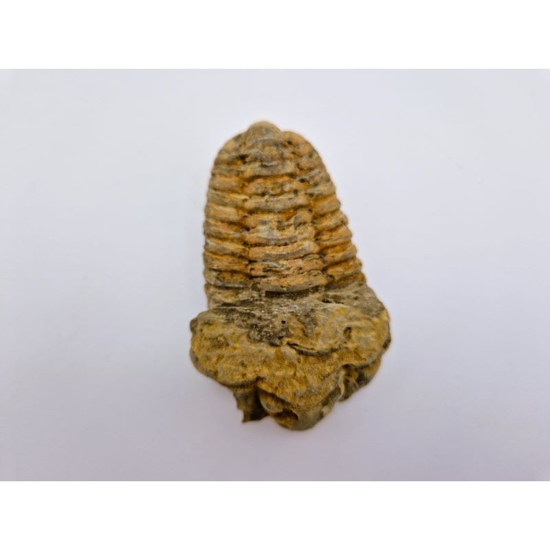 Trilobite (Calymene)