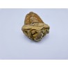Trilobite (Calymene)