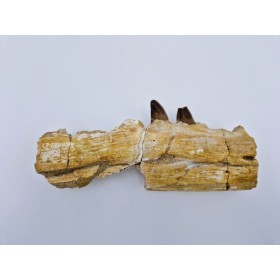 Mandibule de Mosasaure en 2 fragments