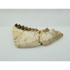 Oréodont (Merycoidodon gracilis)