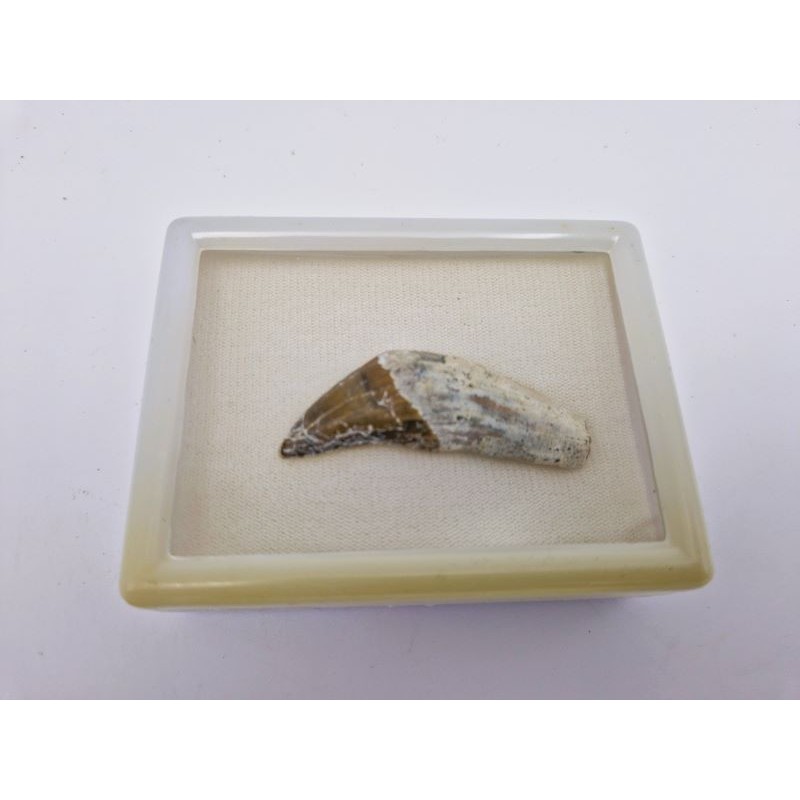 Dent de Basilosaure (basilosaurus. sp)