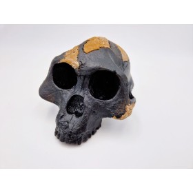 Lucy (Australopithecus afarensis)