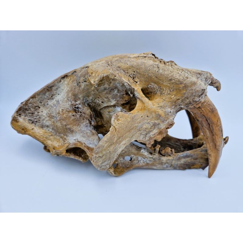 Tigre à dent de sabre (Smilodon fatalis)