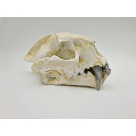 Chat à dent de sabre (Dinictis)