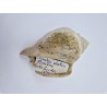 Strombus alatus fossile