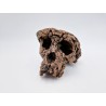 Moulage d'un crâne de Toumaï (Sahelanthropus tchadensis) Moulage d'un crâne de Toumaï (Sahelanthropus tchadensis)