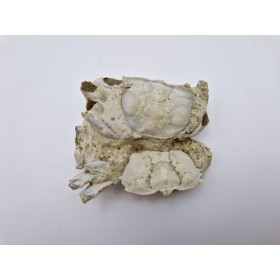 crabes (Macrophthalmus. Sp)