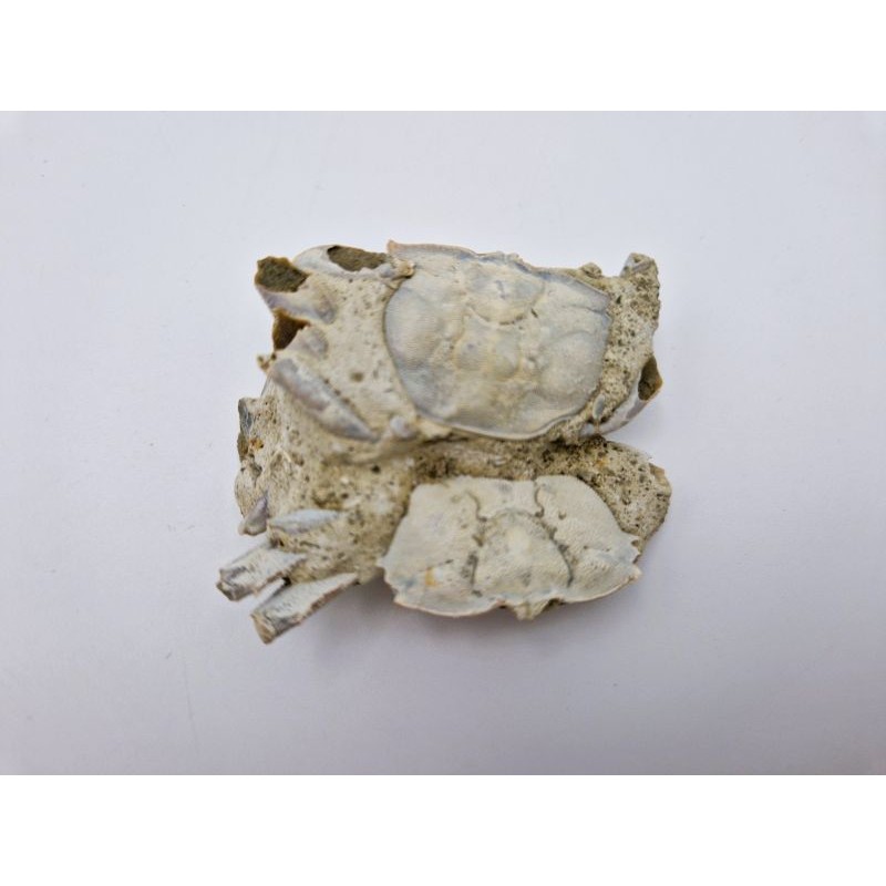 crabes (Macrophthalmus. Sp)