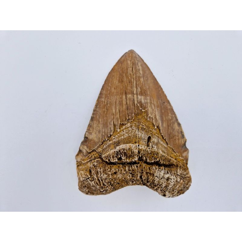 Dent de Carcharodon mégalodon