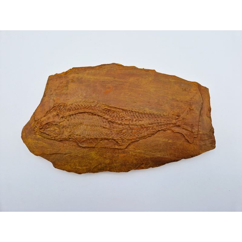 Moulage d'un poisson de Cerin