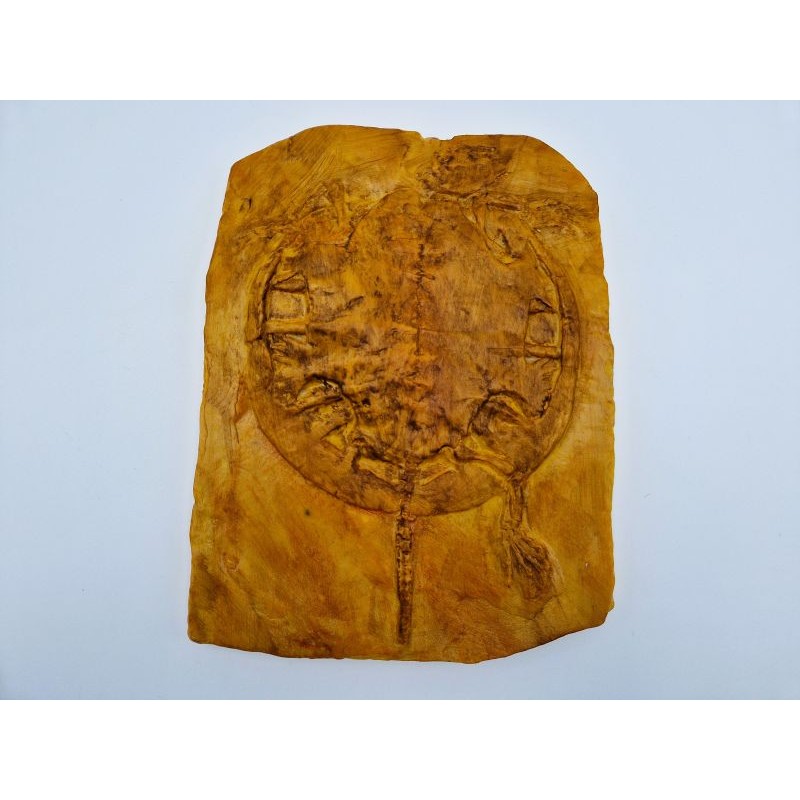 Moulage de tortue fossile : Idiochelys fitzingeri