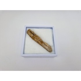 Mandibule de crocodile fossile