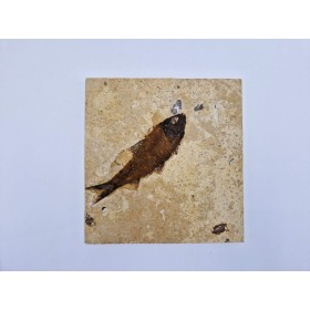 Poisson (Knightia eocaena)